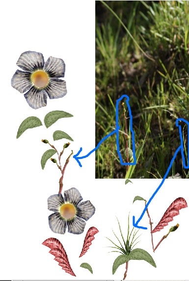 Creation of Another Flowers: Step 3